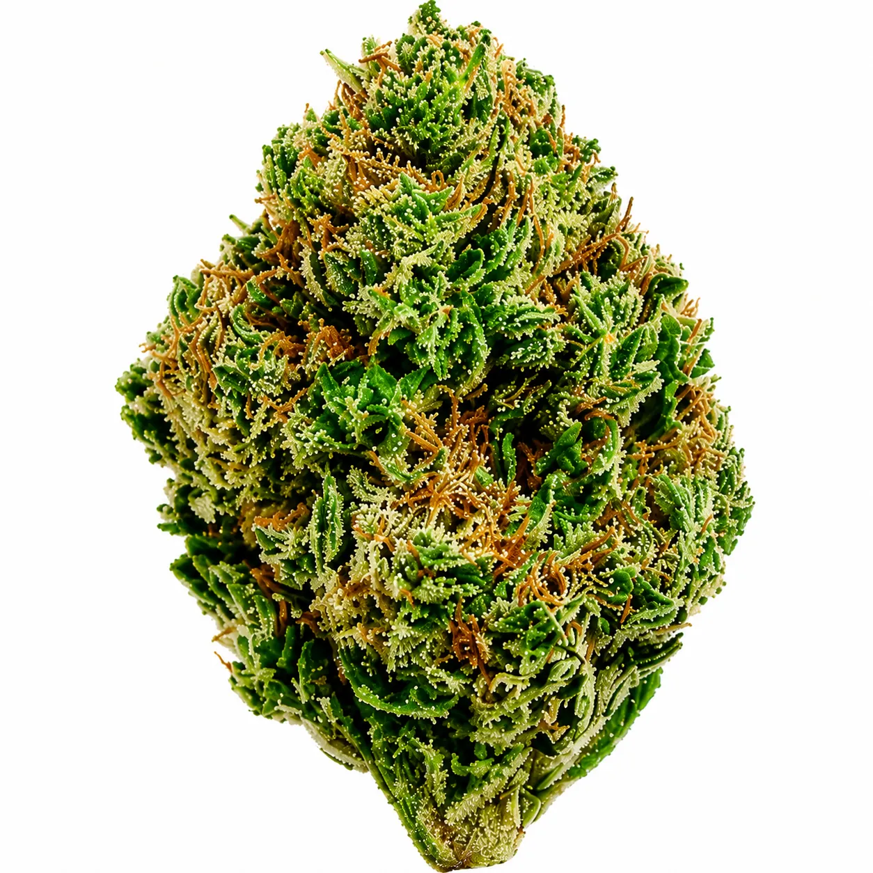 William Wonder Flower - 28g