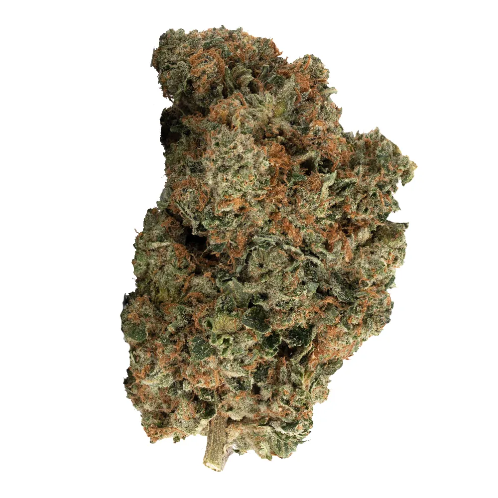 Pink Gladiator Flower - 14g