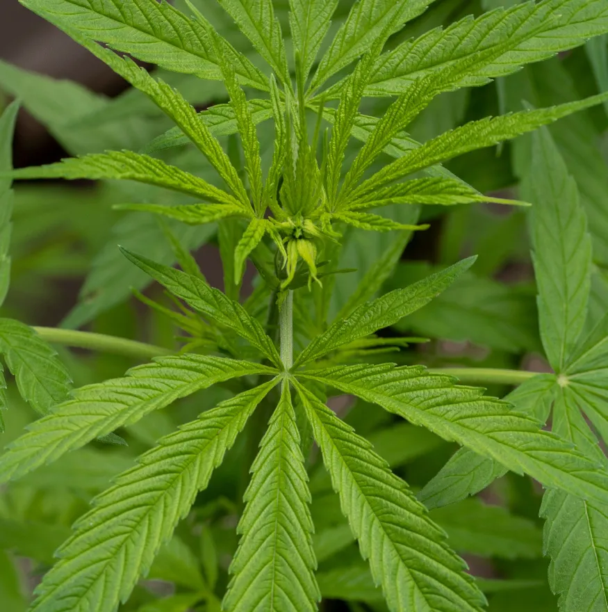 Cannabis Plant Leaf