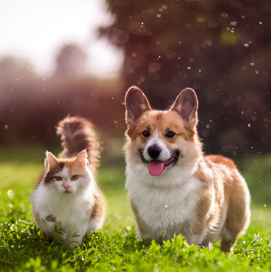 Happy Dog and Cat