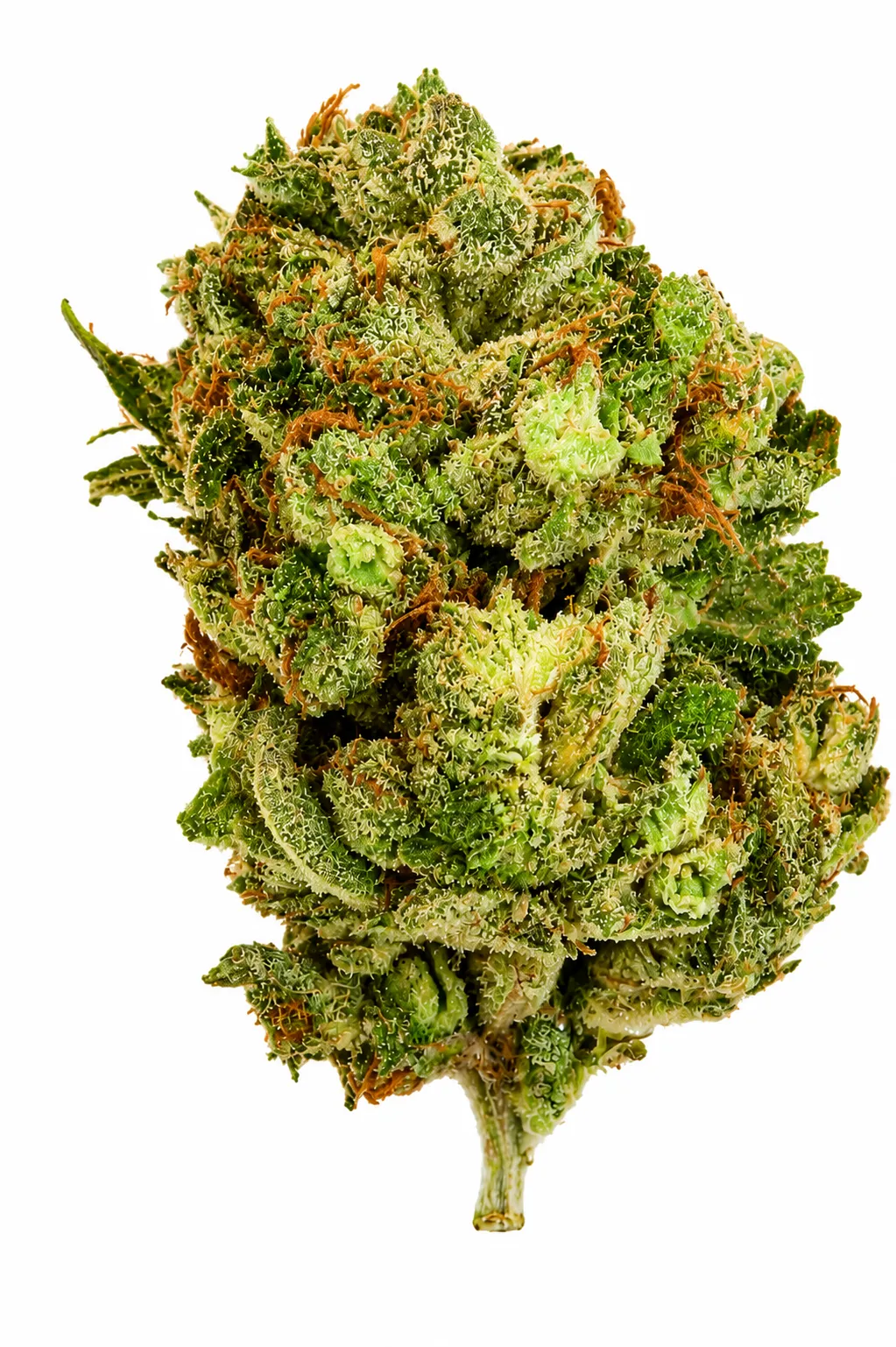 Green Magazine Flower - 28g