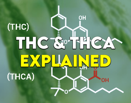 THC vs. THCA: Same-Same… But Totally Different
