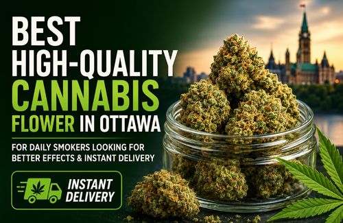Best High-Quality Cannabis Flower in Ottawa for Daily Smokers Looking for Better Effects & Instant Delivery